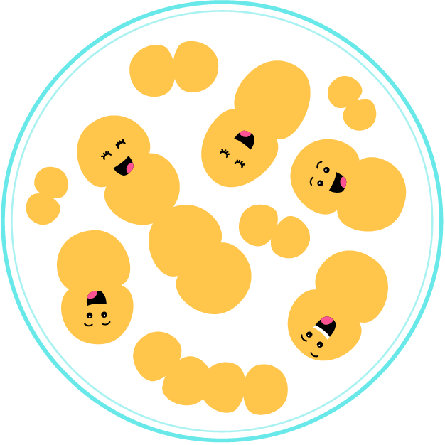 Probiotic Bacteria - Lactococcus Probiotic Bacteria - Lactococcus
